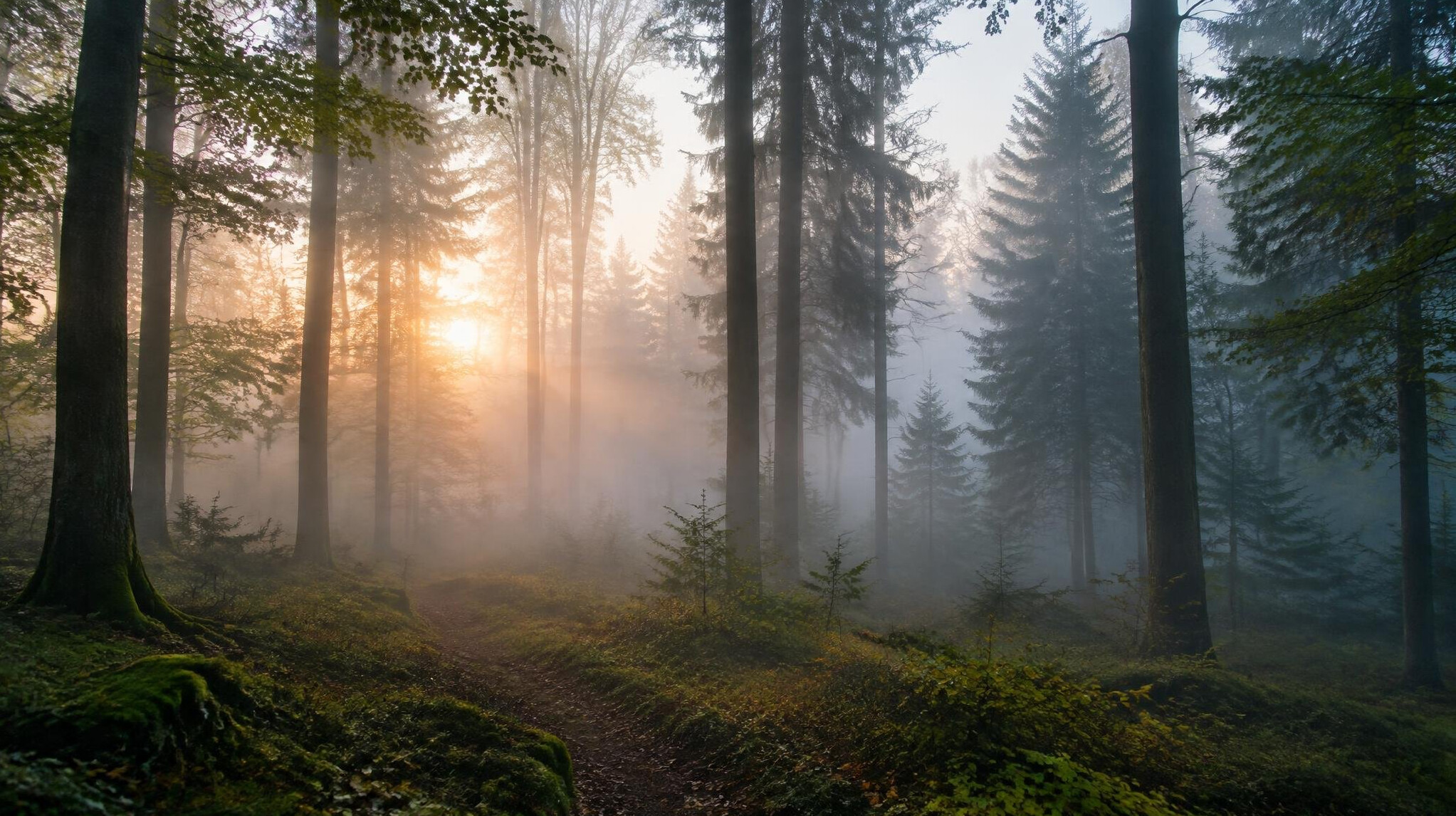 Foggy forest landscape at dawn